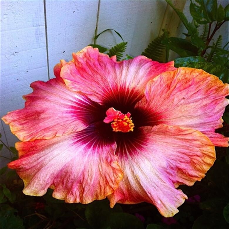 20 SEEDS pink/red/orange HIBISCUS flower exotic garden/house plant USA Seller