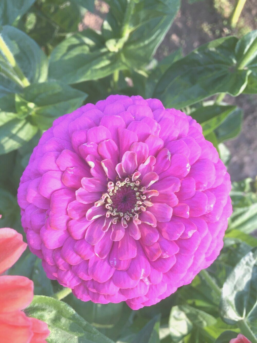 300+LAVENDER ZINNIA Seeds Summer Garden Flowering Annual Cut Flowers Fast Easy