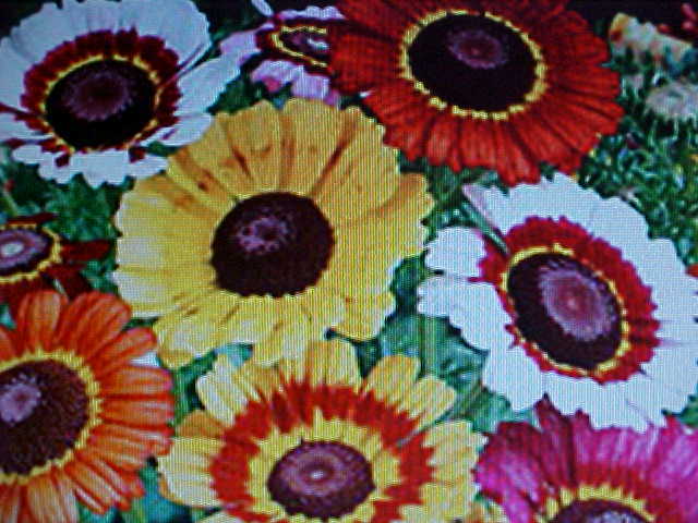 RAINBOW COLORED PAINTED DAISY FLOWER SEEDS