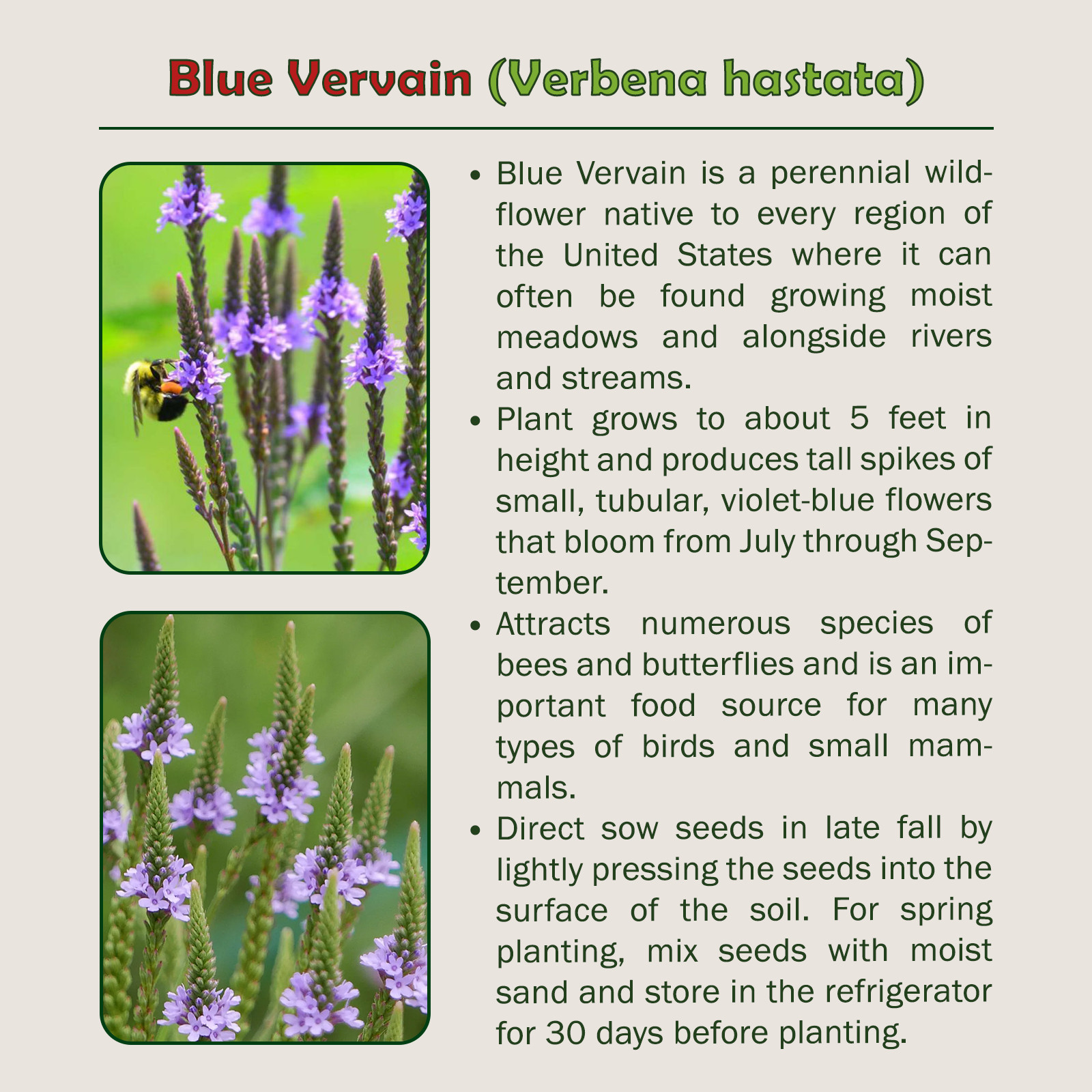 500 Blue Vervain Seeds, Verbena hastata, Bee & Butterfly Attractor, Genuine USA