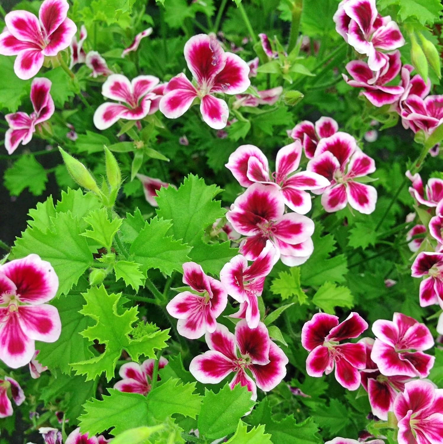 Citronella Plant Seeds for Planting – 1500+ Citronella Geranium Seeds Non-Gmo