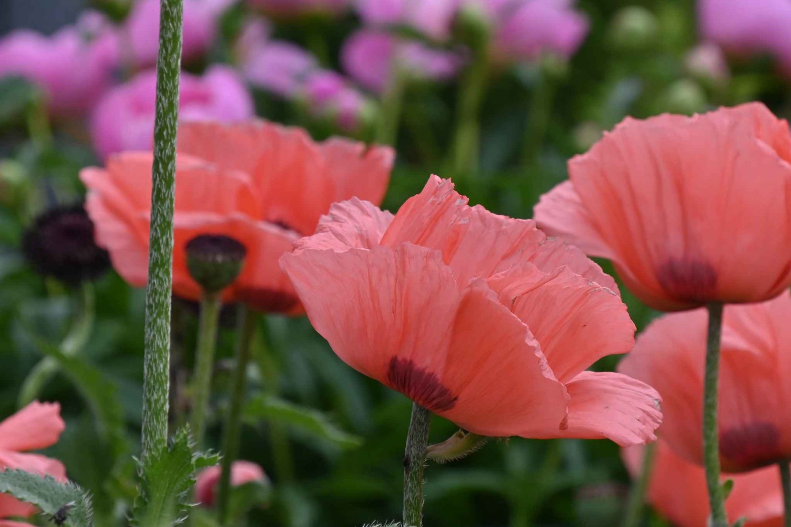 Poppy – Papaver orientale-Hybr. – Pizzicato Mix seed