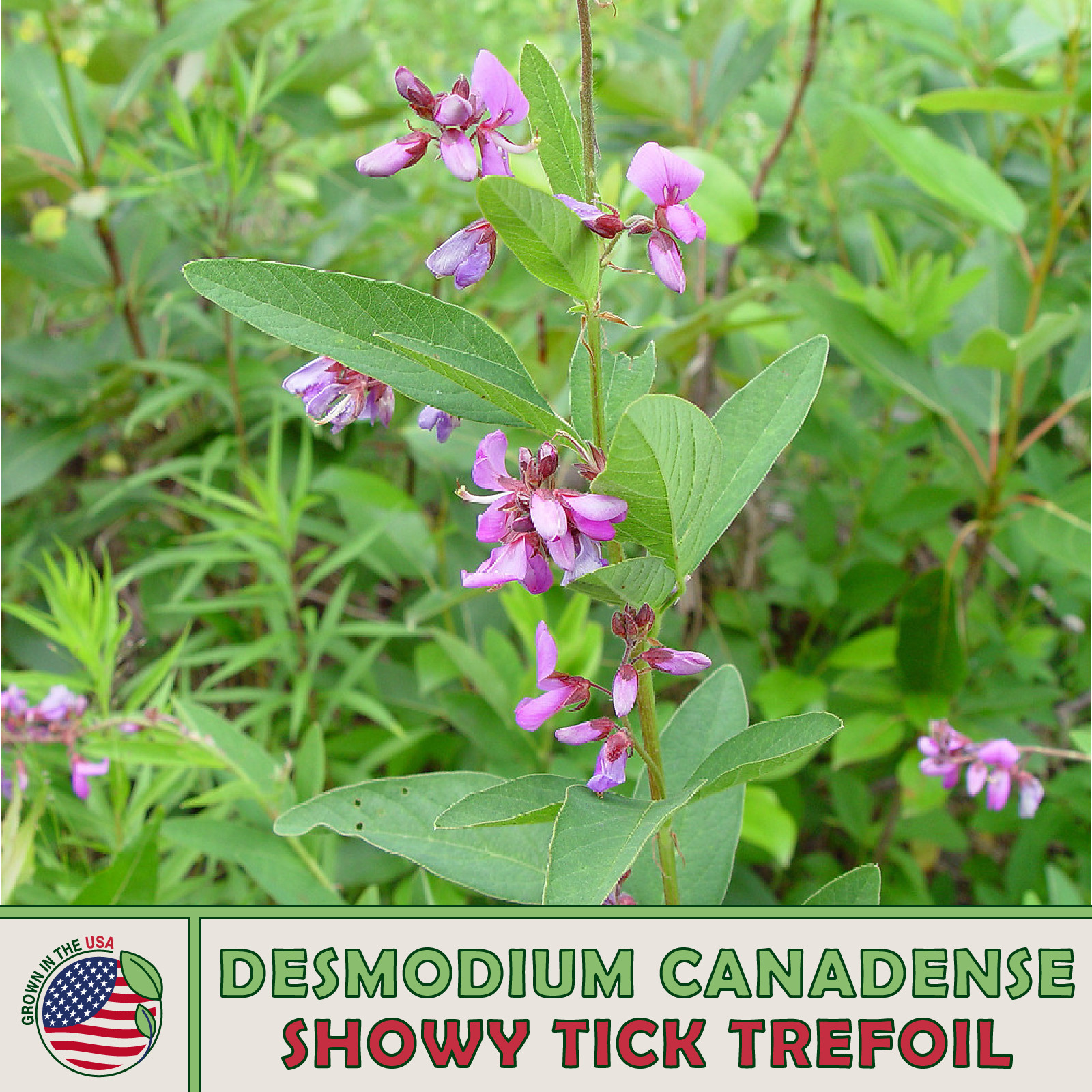 200 Showy Tick Trefoil Seeds, Desmodium canadense, Native Wildflower