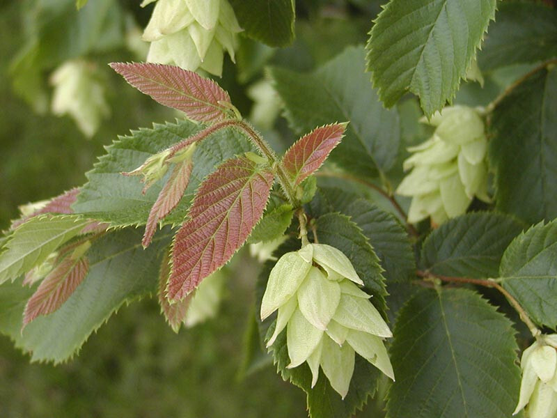 American Hornbeam seeds 20