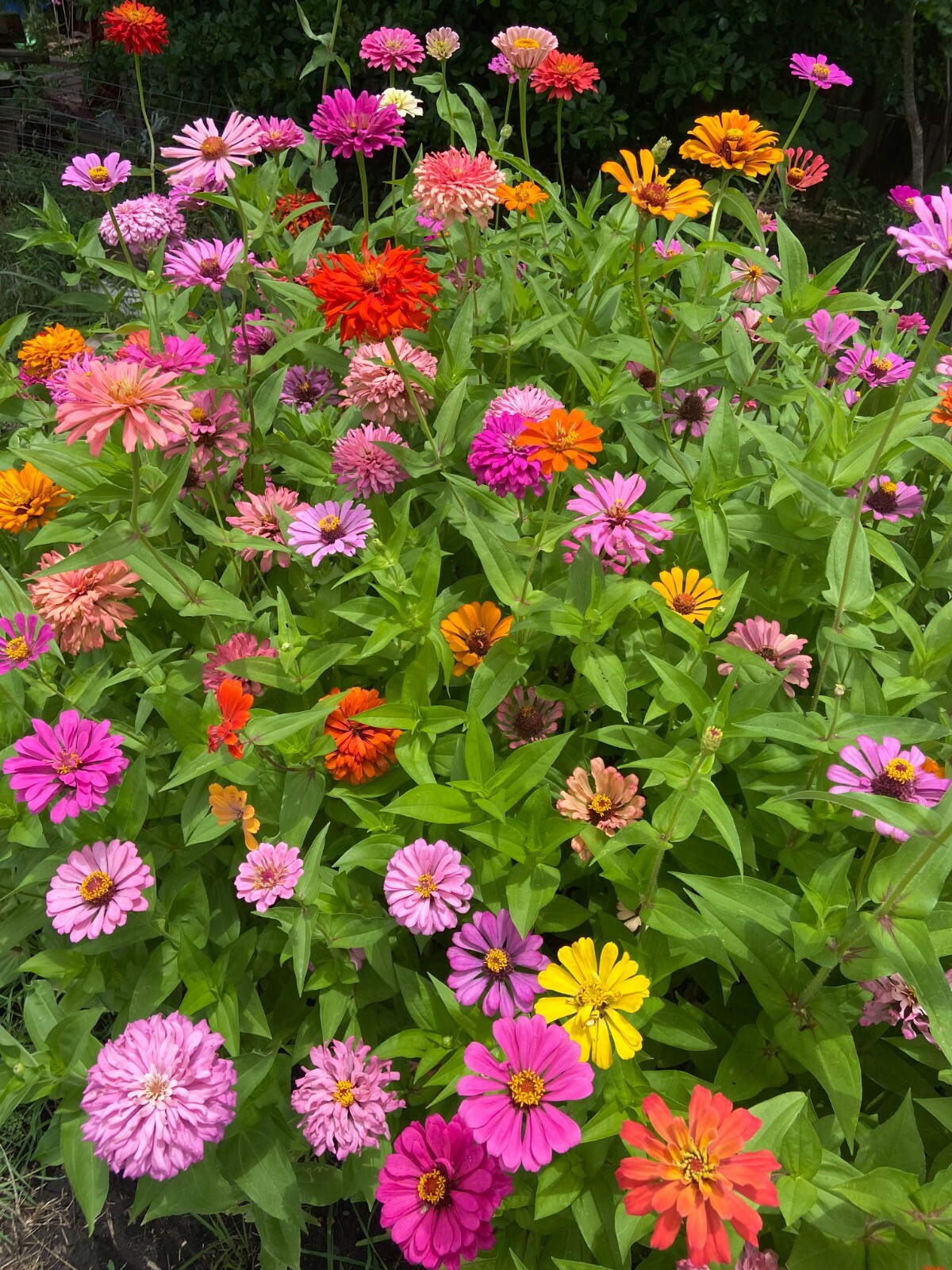 ZINNIA – 50 Fresh Seeds – Mixed Colors – GORGEOUS Blooms!! FREE Shipping