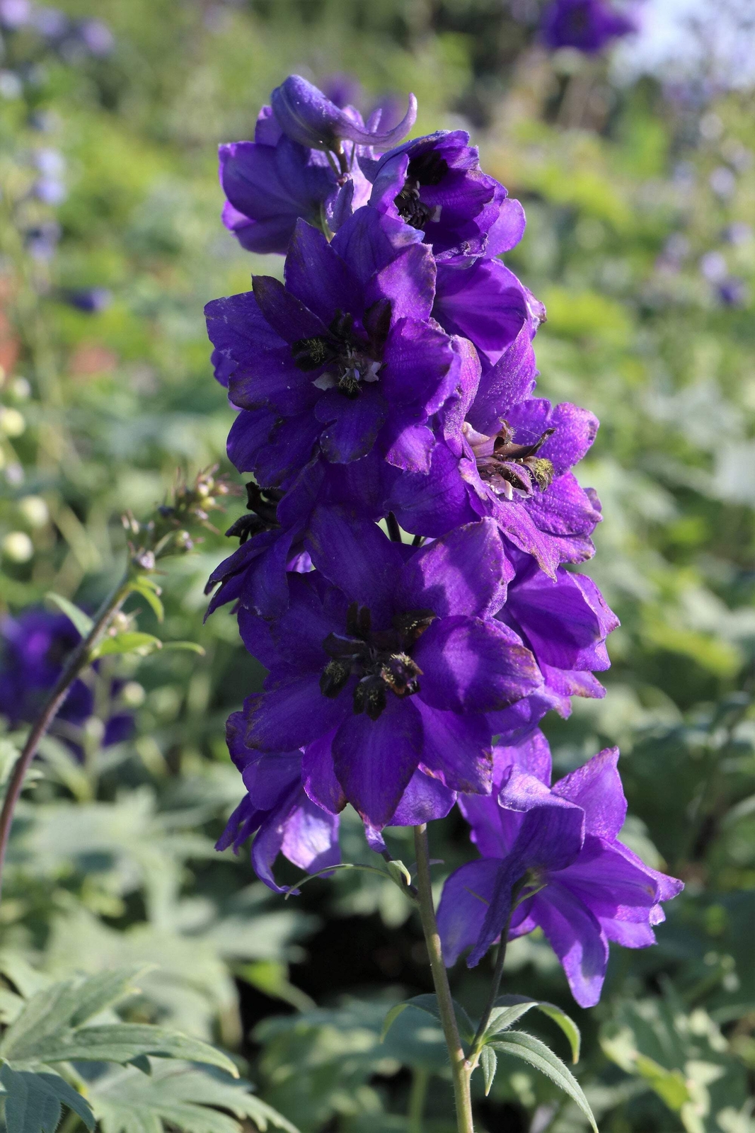 50 BLACK KNIGHT DELPHINIUM Elatum Cultorum Pacific Giant Larkspur Flower Seeds