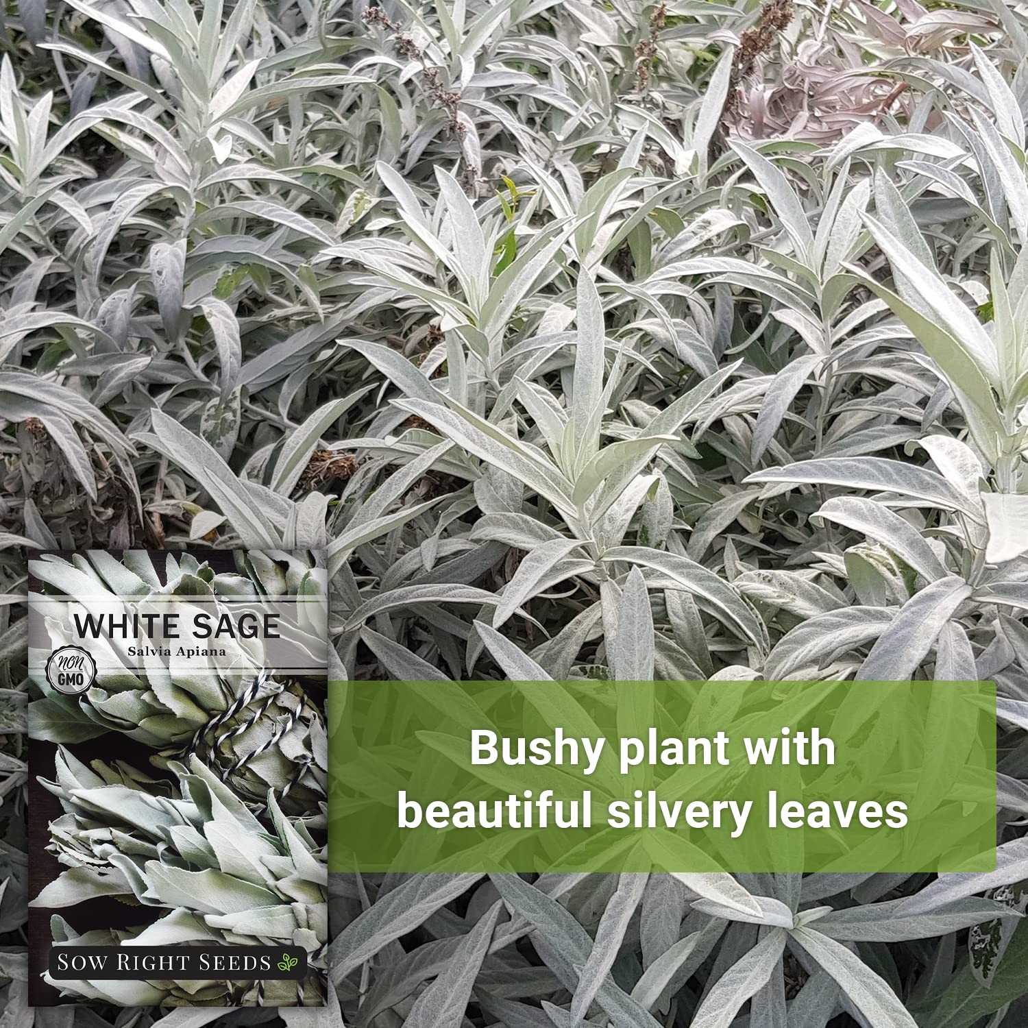 White Sage Seeds for Planting – Non-GMO Heirloom – Indoor/Outdoor Herb Garden