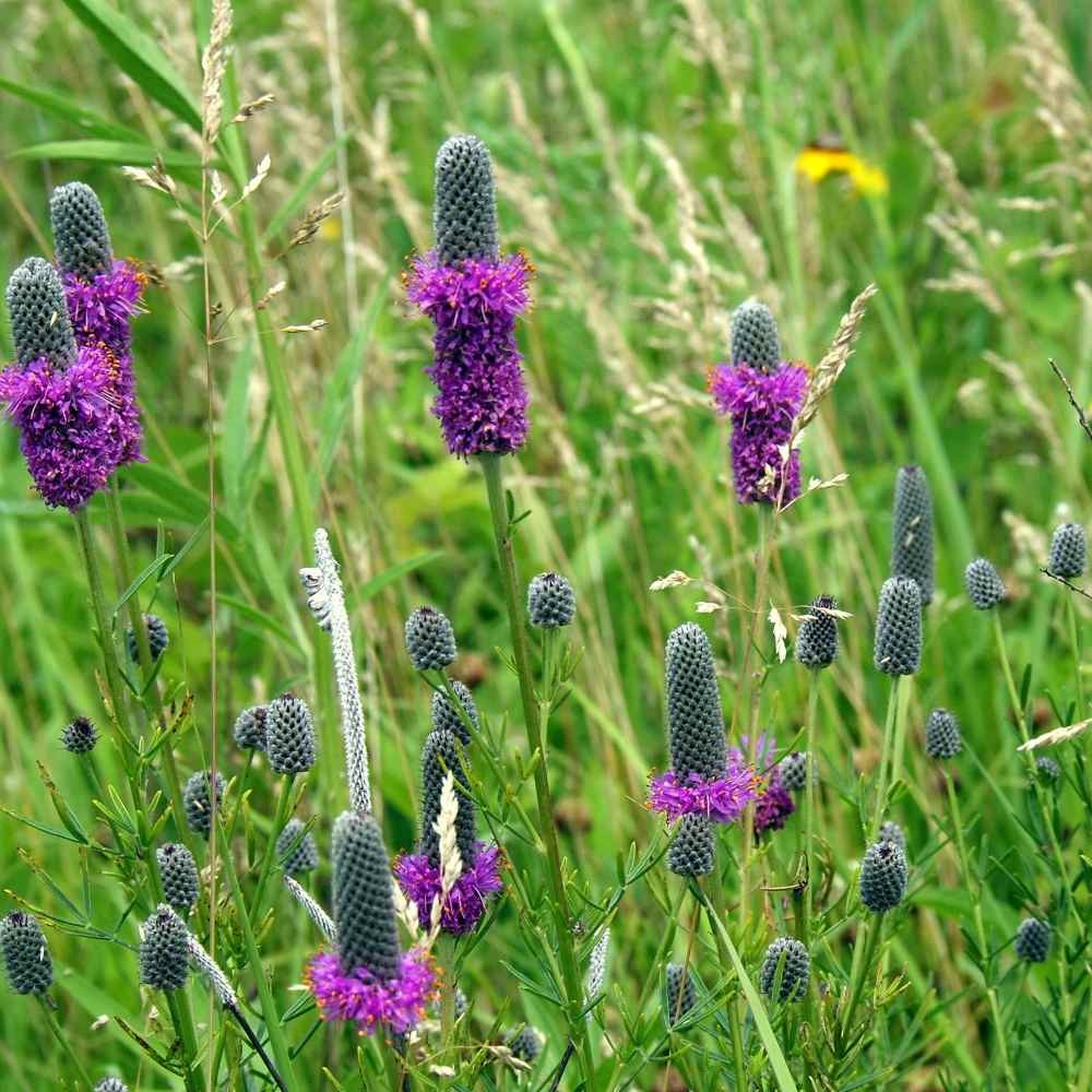 1000 Seeds Dalea Purpurea Purple Prairie Clover Resistant To Heat and Drought