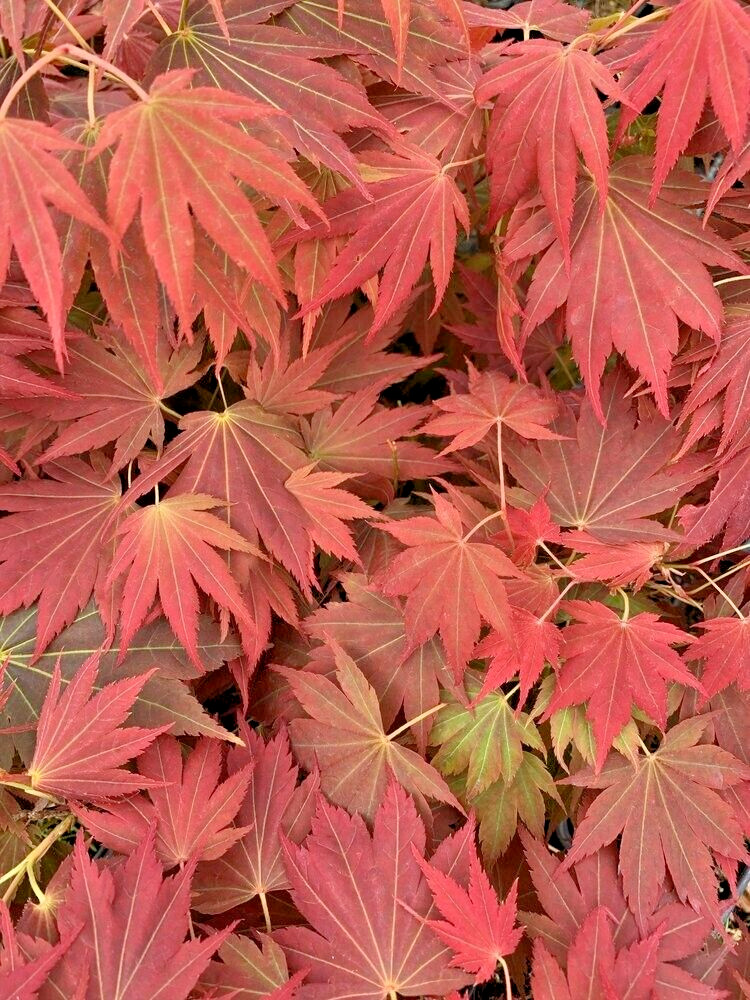 15 AUTUMN GLORY JAPANESE MAPLE SEEDS – Acer palmatum ‘Autumn Glory’