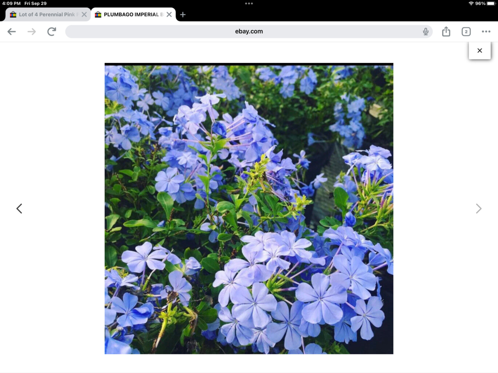 New Imperial Blue Plumbago Seeds pkt of 50 fresh seeds