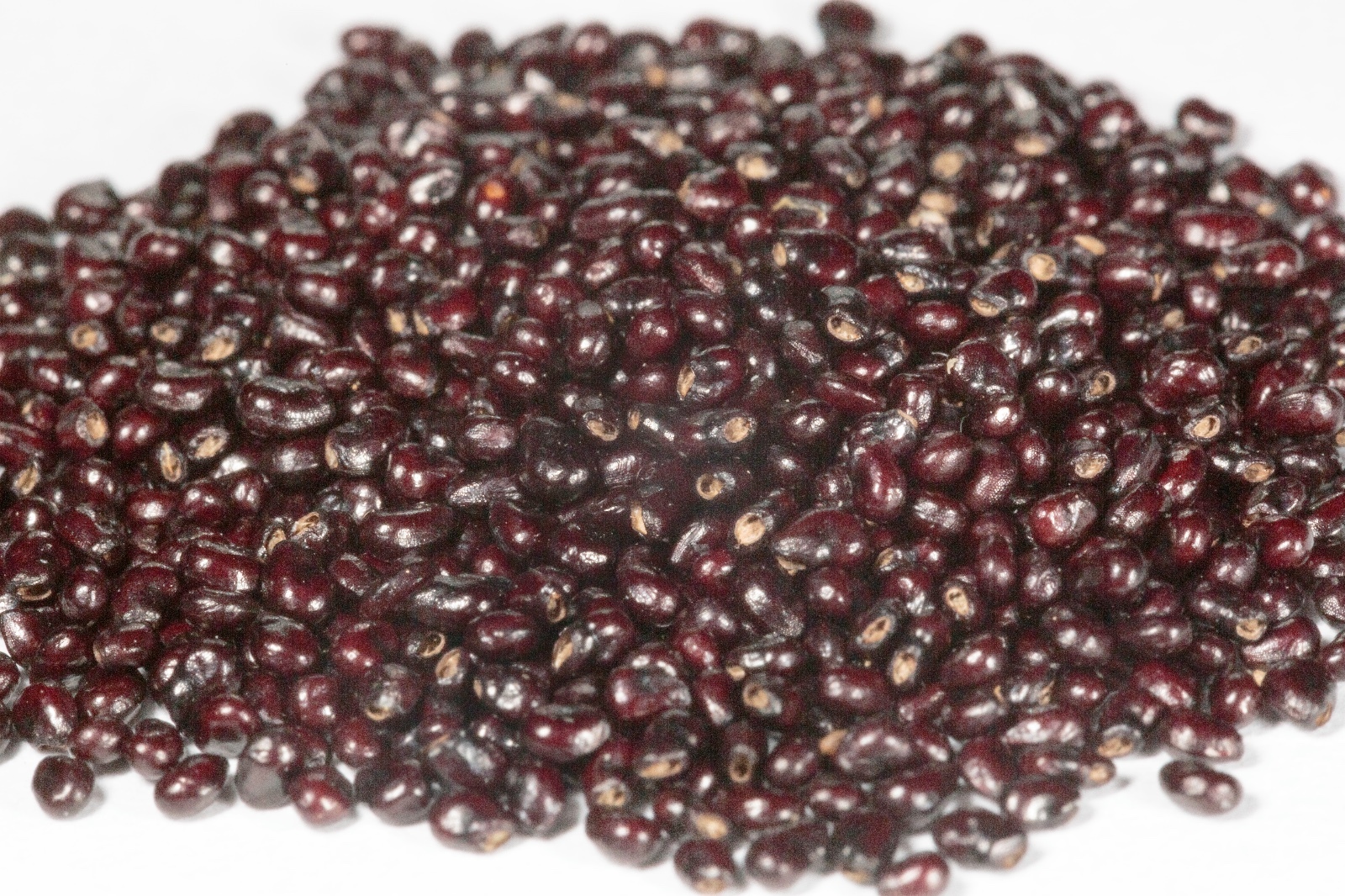 Saguaro Cactus seeds – Carnegiea gigantea seeds