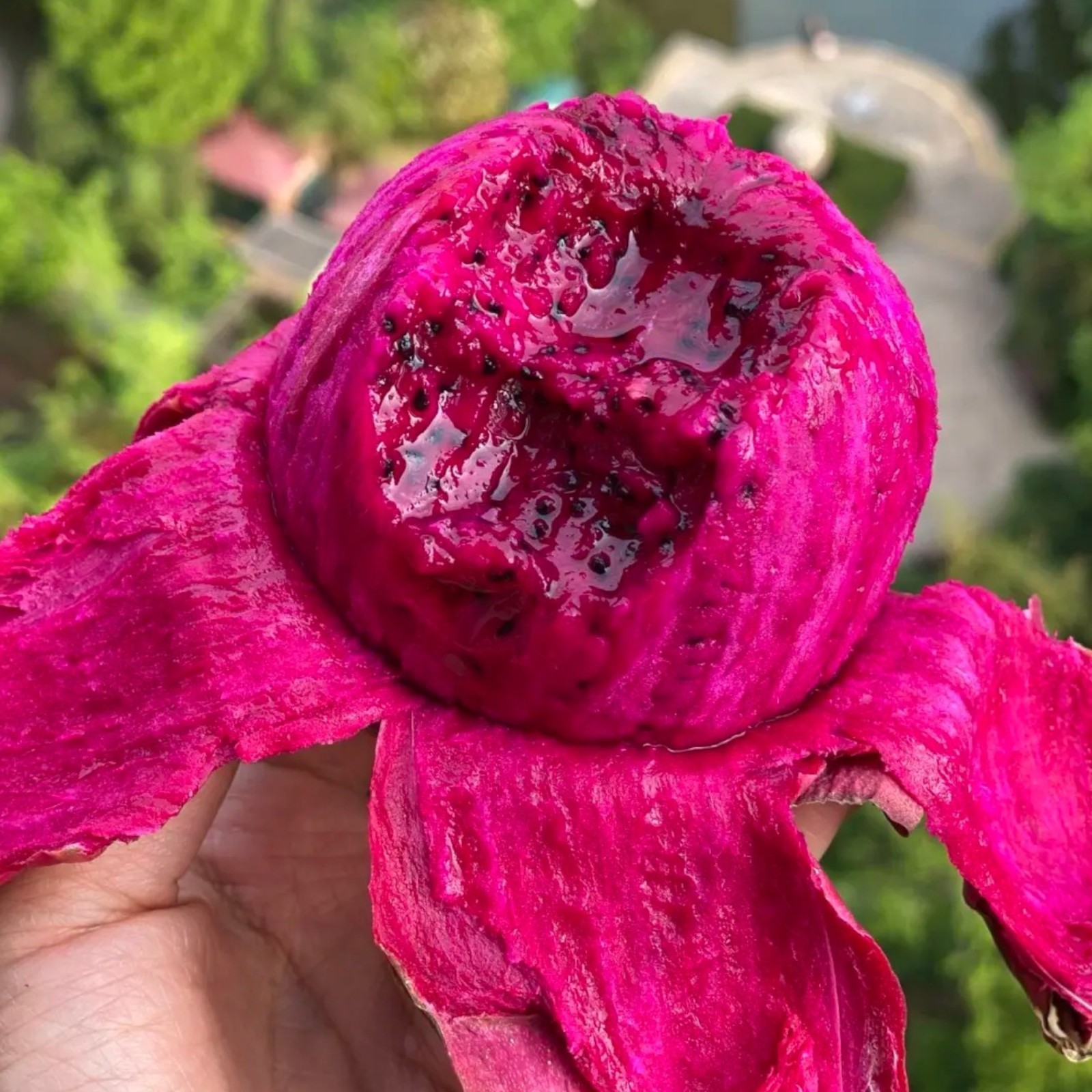 Dragon Fruit, Hylocereus Triangularis, 50Seeds – Luscious Fruit
