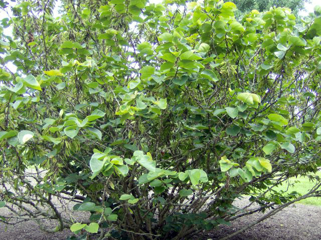 20 CHINESE REDBUD SEEDS – Cercis chinensis