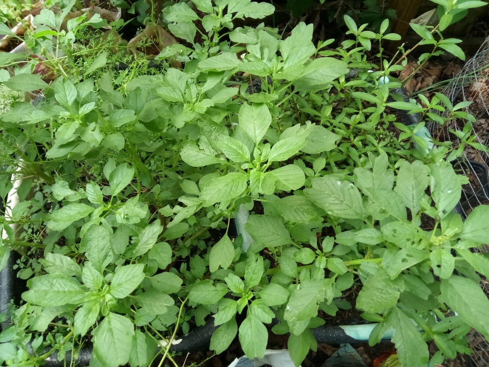 500+ Green Amaranth Seeds(Indian Siru Keerai/Koora Thampala ) Leafy Vegetable.