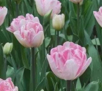 Preorder – FOXTROT Double Tulip Bulbs – 12+ cm – Not Prechilled – US Seller