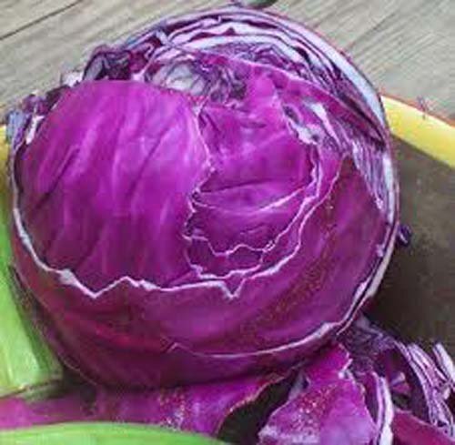 Cabbage Red Acre Great Heirloom Vegetable Seeds by Seed Kingdom 1/4 Lb Seeds