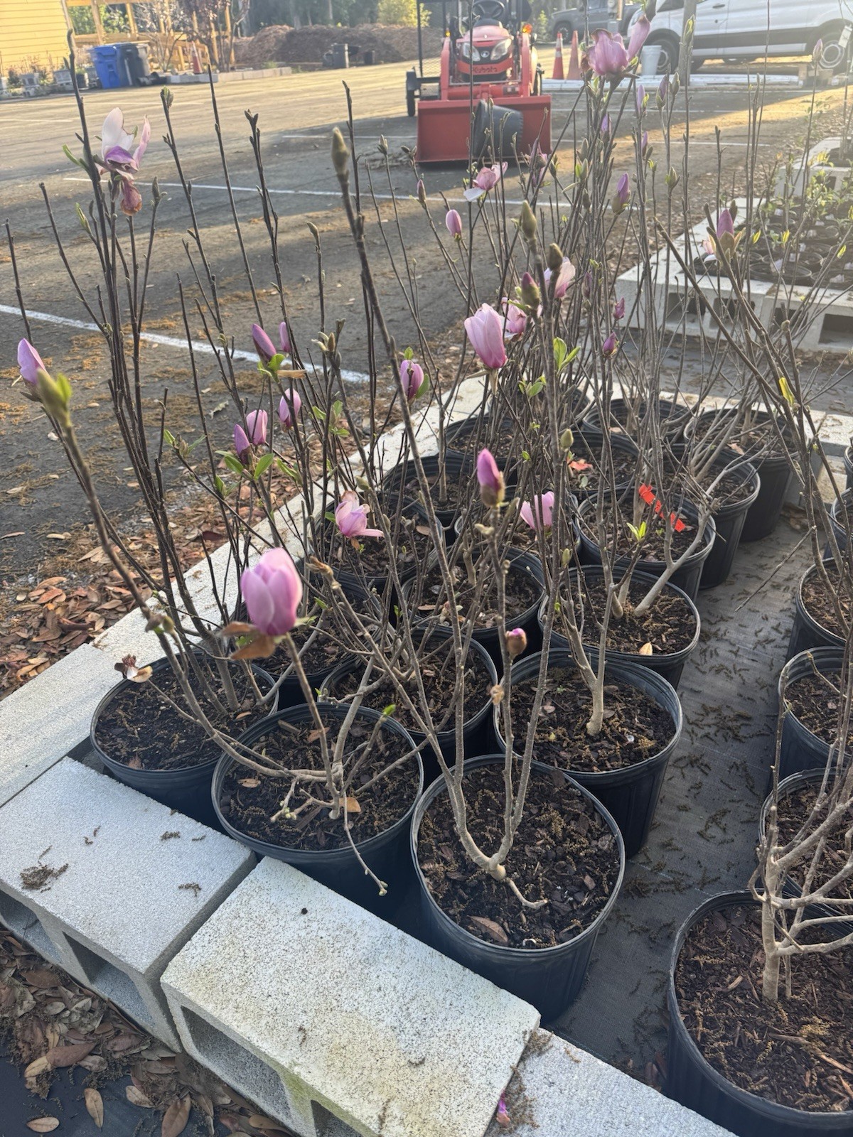 Jane Magnolia Live Plant, 3 Gallon 3 Feet Tall. No CA Shipping
