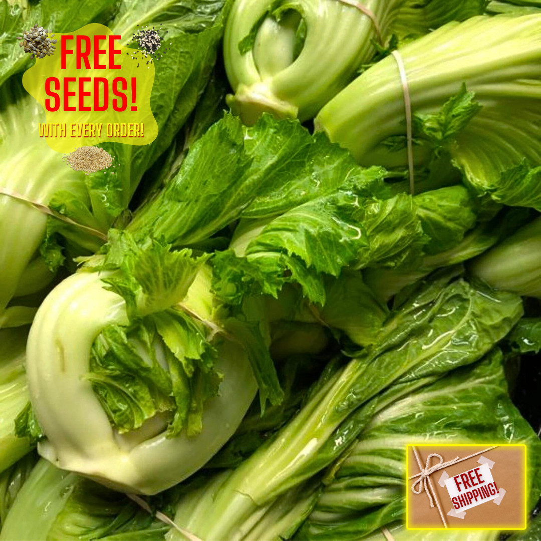 Fresh Da Ping Pu Seeds | Cai Be Dua | Heirloom Non-GMO | Asian Vegetable Seeds