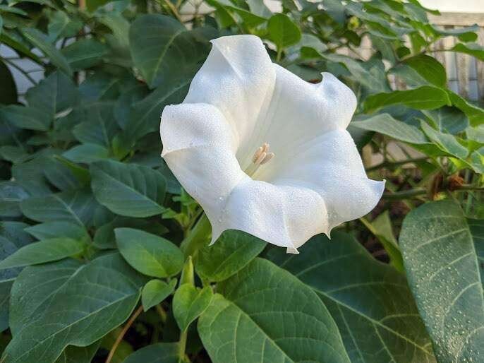 White Angel Trumpet Datura Seeds 50