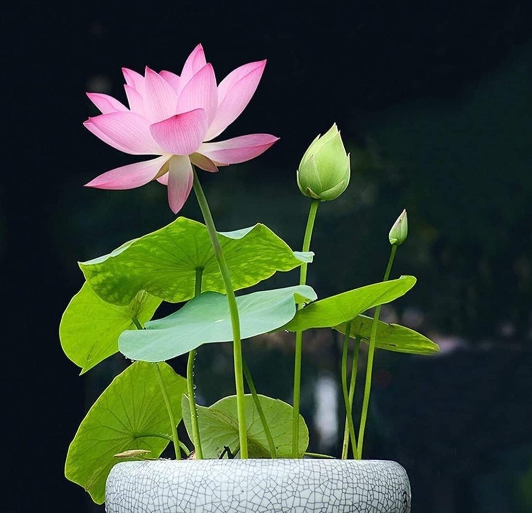25 Sacred Lotus Flower Seeds Nelumbo Nucifera Edible Aquatic Water Lily