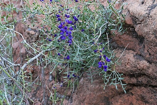 Dalea fremontii | Fremont’s Dalea | 5 Seeds