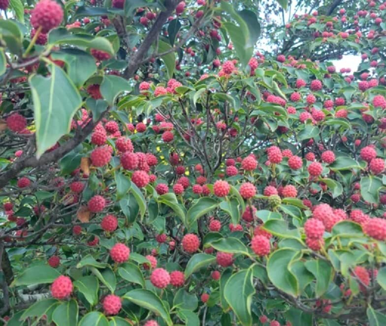 Kousa Dogwood Seeds for Planting – 30 Seeds – Cornus kousa