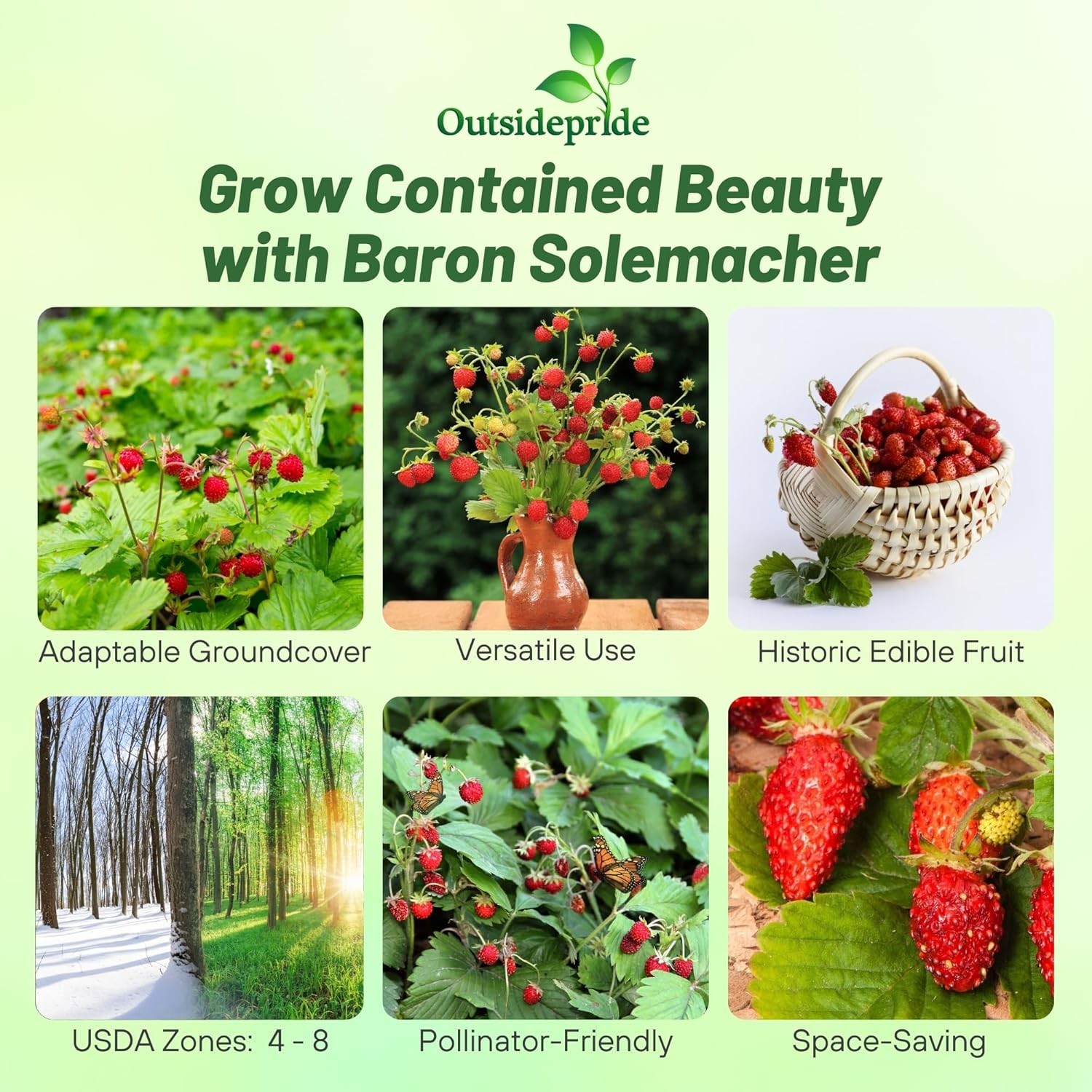 10000 Seeds Strawberry Seed – Wild Fragaria Vesca Ground Cover Seeds