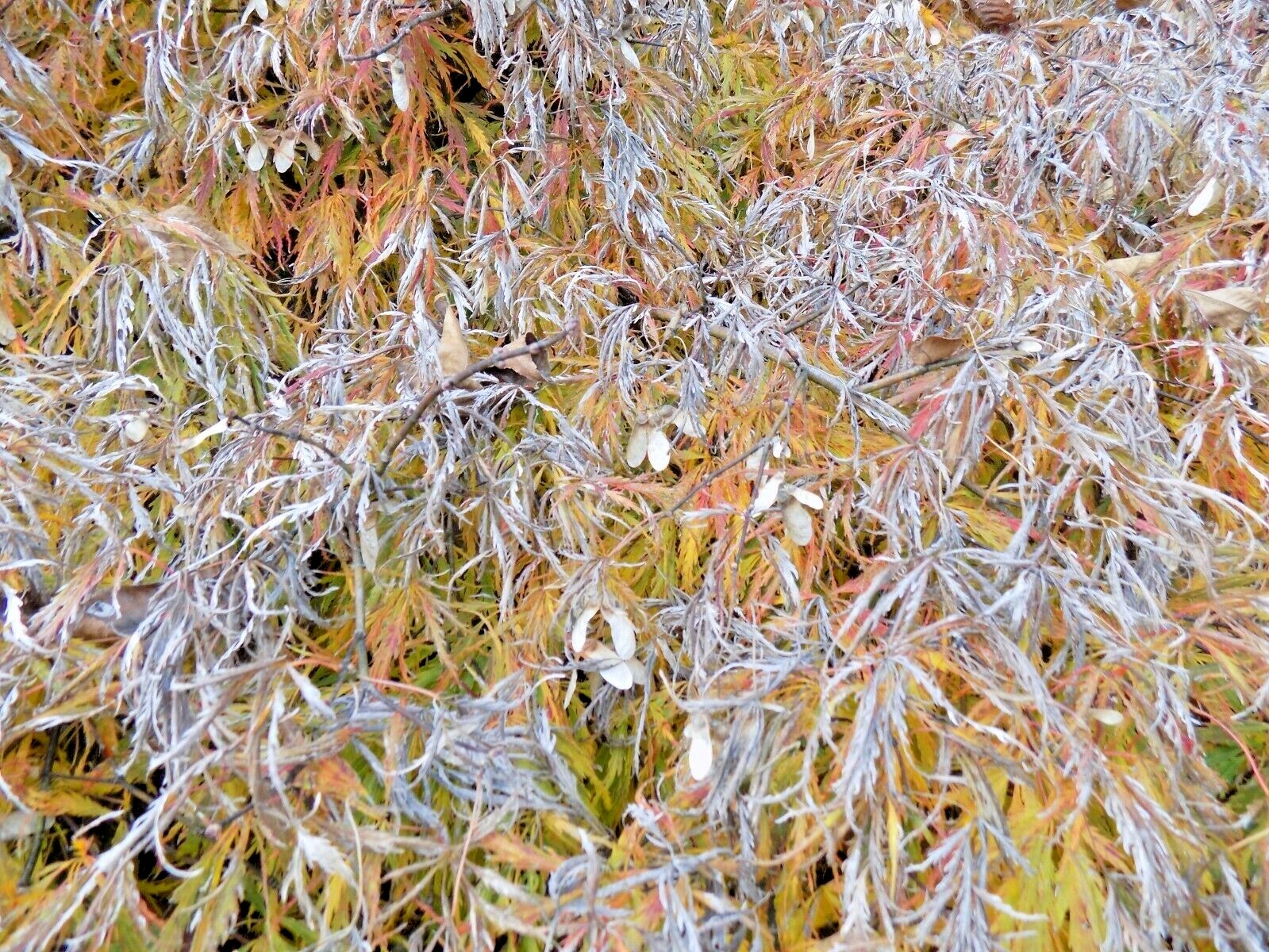 15 SPRING DELIGHT JAPANESE MAPLE SEEEDS – Acer palmatum ‘Spring Delight’