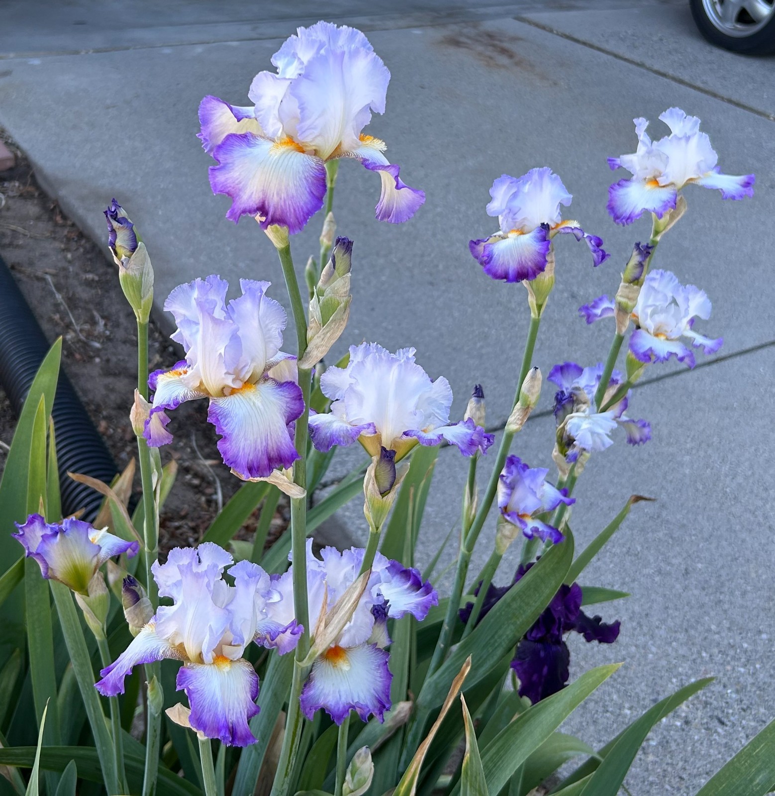 ‘Conjuration’ iris rhizome + gift, combined shipping $1 each additional