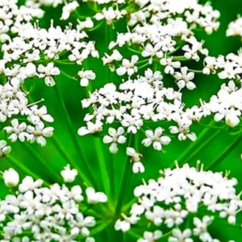 Anise Seeds | NON-GMO | Heirloom | Fresh Garden Seeds