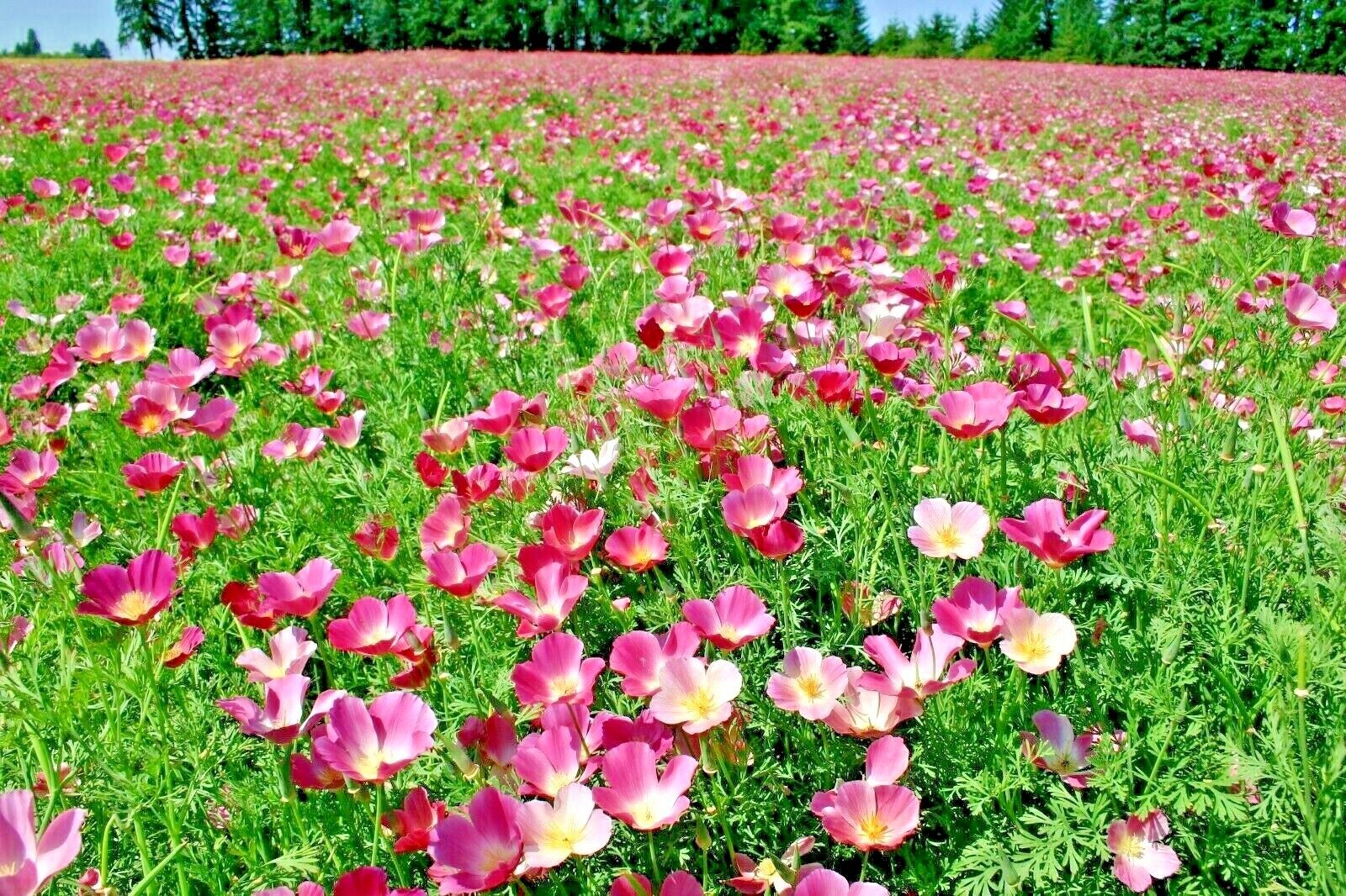 501+Purple Gleam CALIFORNIA POPPY Flower Seeds Native Wildflower Garden Easy