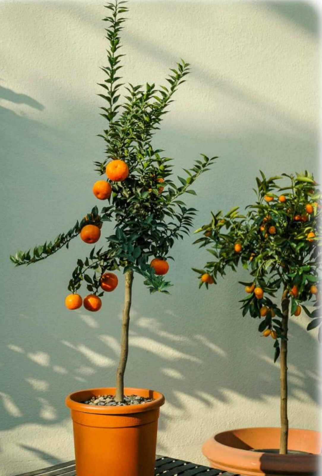 Myrtle Leaf Orange 14-20” tall (Citrus myrtifolia) Chinotto 2.5″ Pot Size
