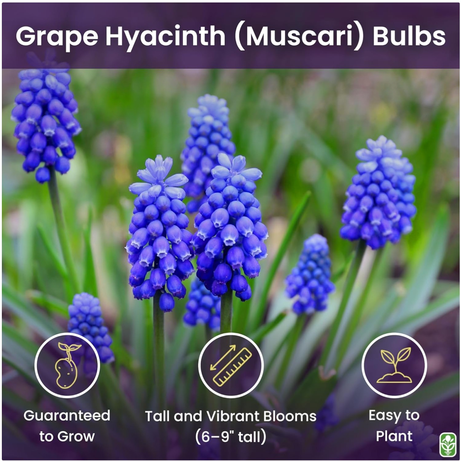 Vibrant Grape Hyacinth Bulbs – Set of 15 for Spring Planting