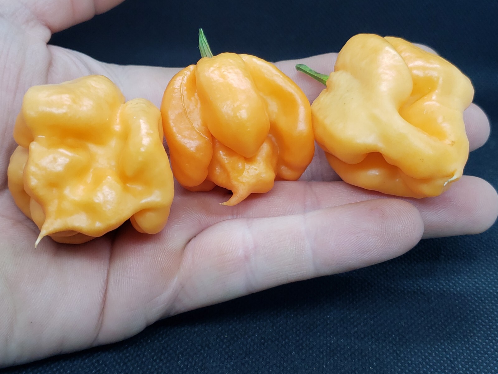 Pink 7 Pot Super Hot Pepper Seeds! Heirloom Extreme Fruity Heat 💢 -Tracking-
