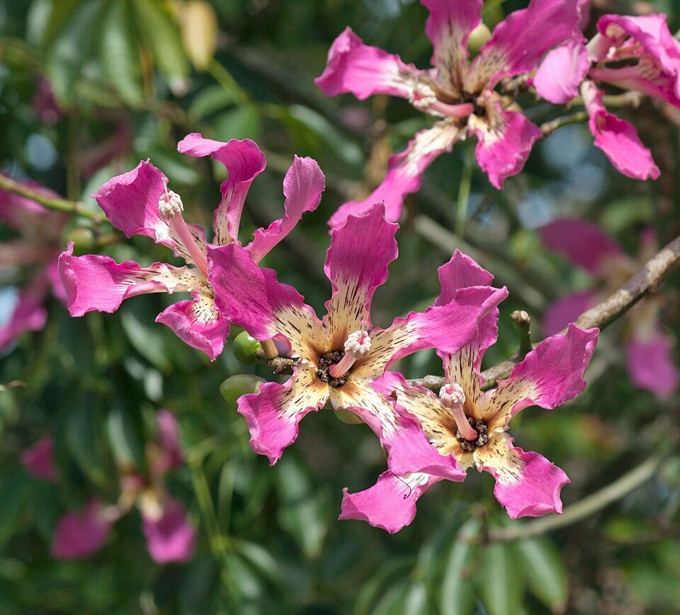 Ceiba speciosa | Silk Floss Tree | 5 Seeds