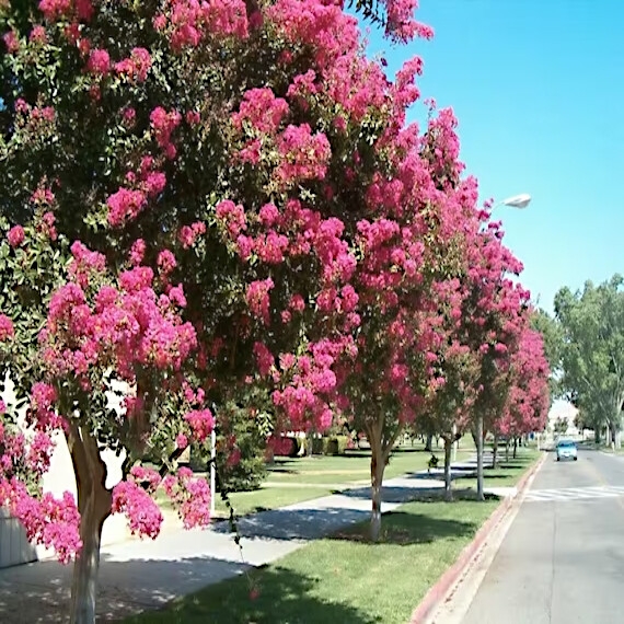 CRAPE MYRTLE TREE SEEDS Crepe (Lagerstroemia Indica) Fast Lilac Flower Plant