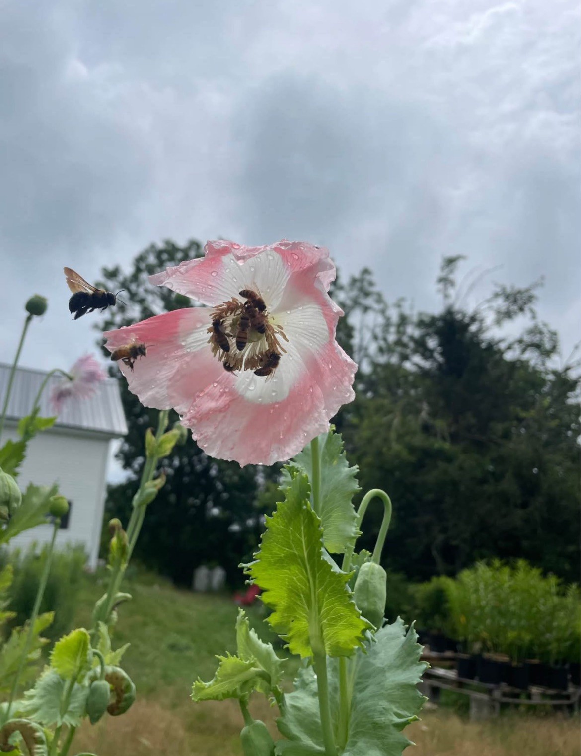Open-Pollinated Poppy Seed Mix, Pack of 1000 Seeds