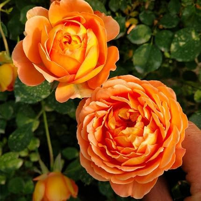 Climbing Rose Seeds for Planting, 300+Pcs Rare Rosa Rose Flower Seeds Plants, No