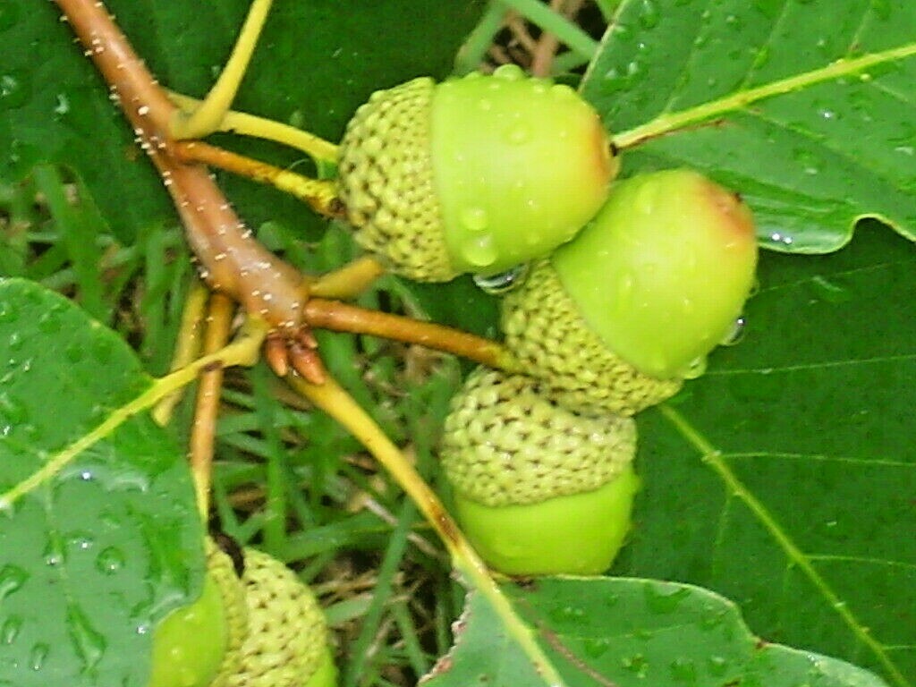 12 CHESTNUT OAK ACORNS – Quercus prinus
