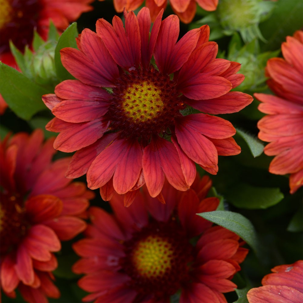 25 Seeds Gaillardia x Grandiflora Mesa Red Blanket Flower Drought Tolerant