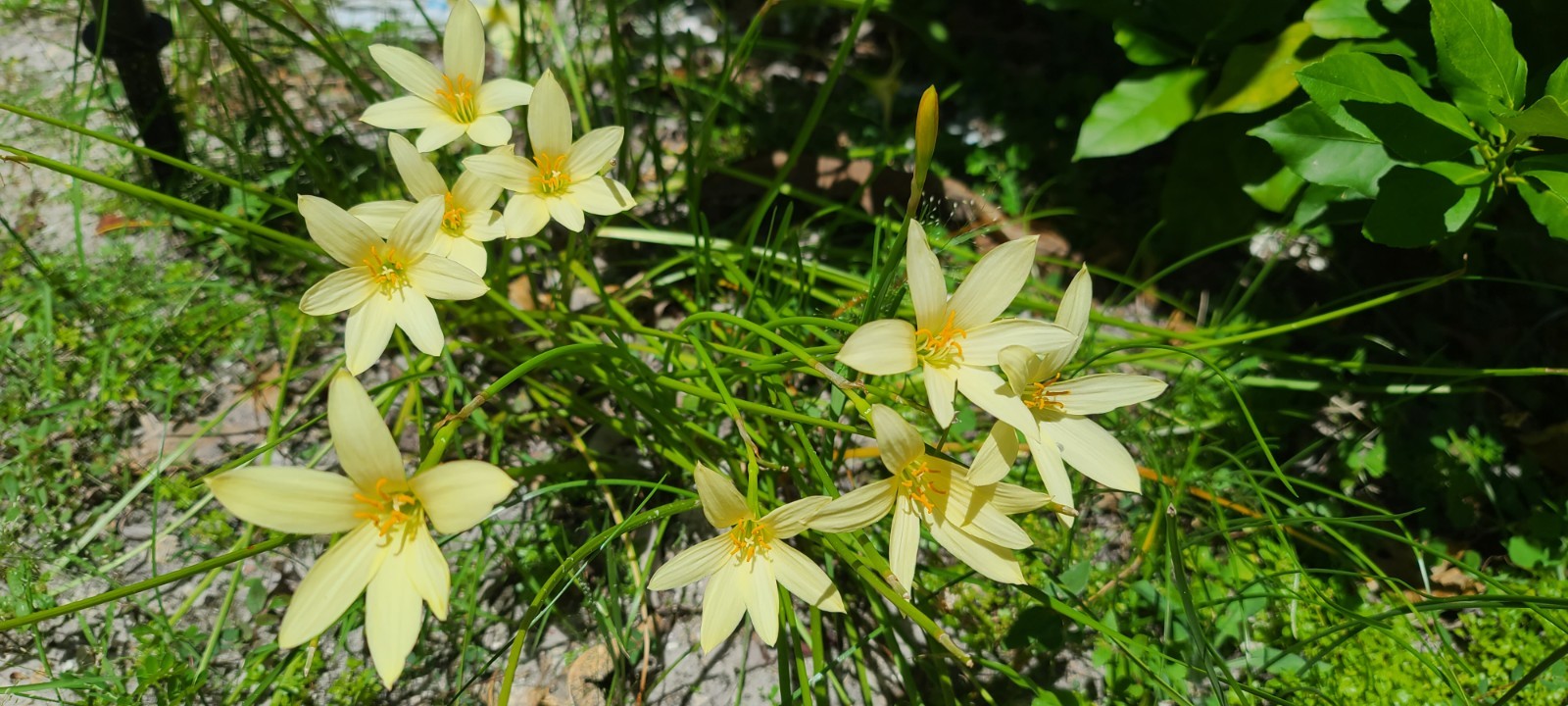 Rain Lily, Zephyranthes Pink, White, Yellow, Bulb or seed to chose from.