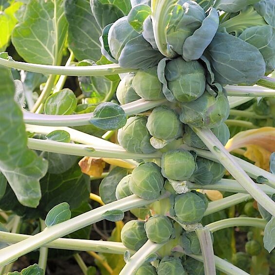 Long Island Brussels Sprout Seeds |Brussel Fall Garden Fresh Vegetable Seed 2024