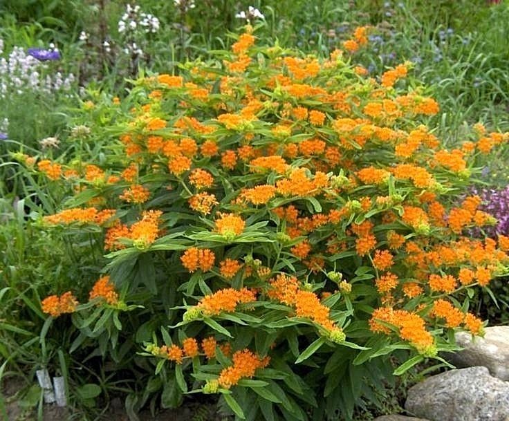 51+ORANGE BUTTERFLY Weed Seeds Native Wildflower Container Garden Heat Cold Easy