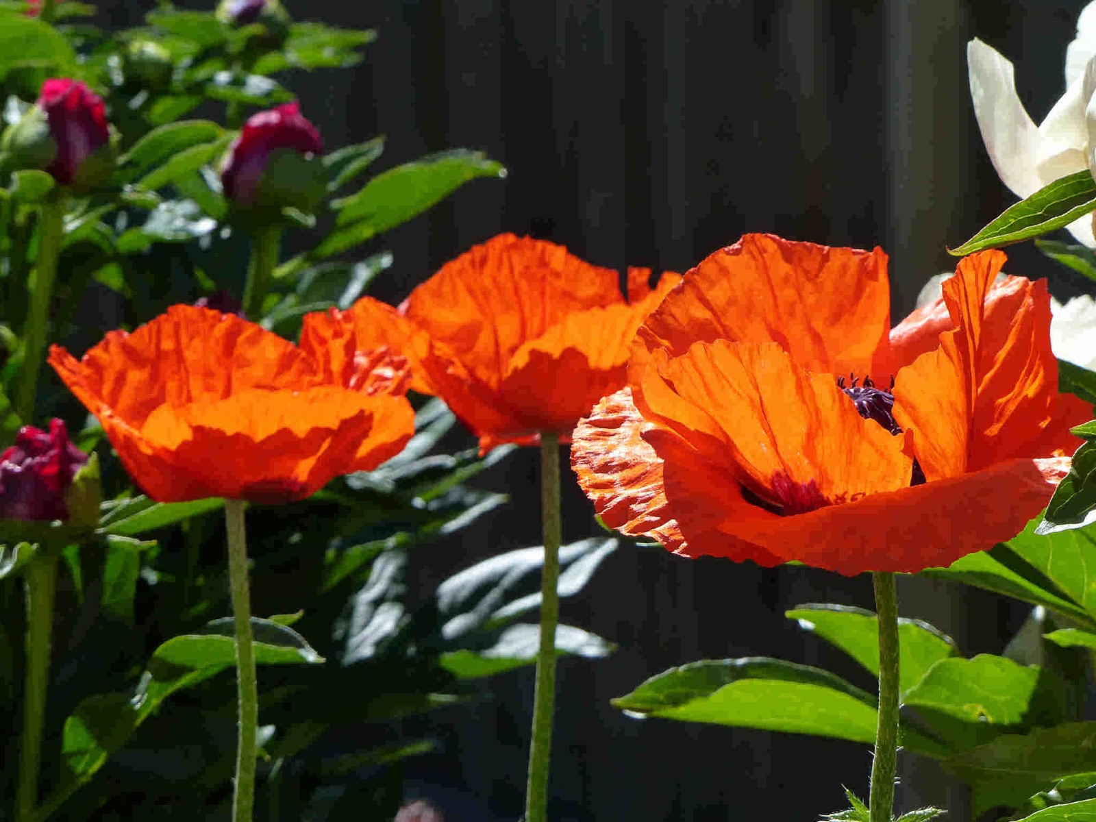 Poppy – Papaver orientale – Brilliant seed