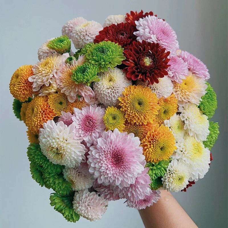 200 Pcs Mixed Perennial Chrysanthemum Seeds