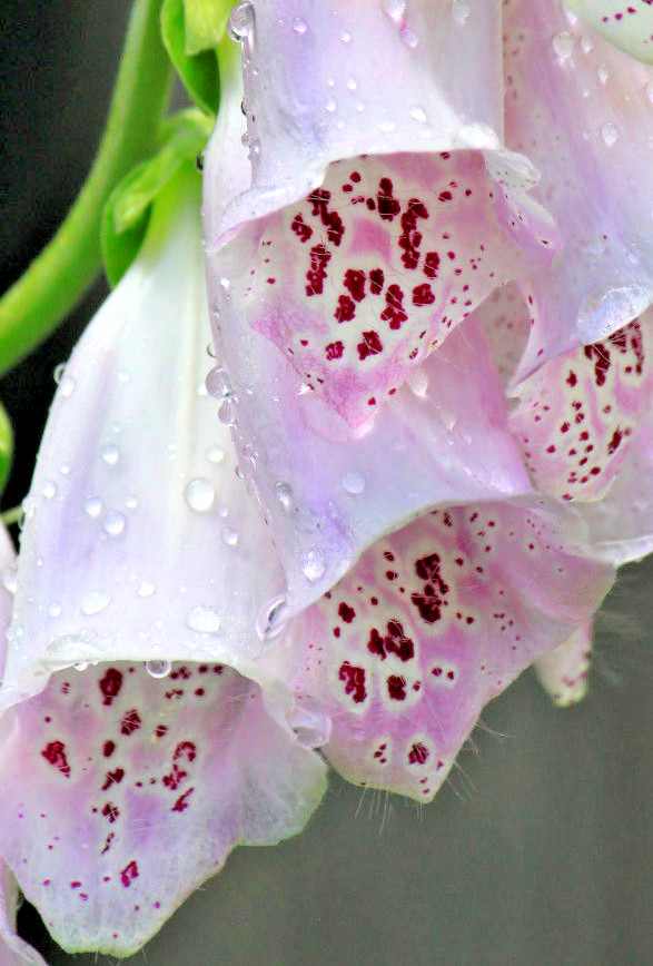 BULK, FOXGLOVE 10,000 SEEDS DIGITALUS PURPUREA, SPOTTED PURPLE OR WHITE FLOWERS