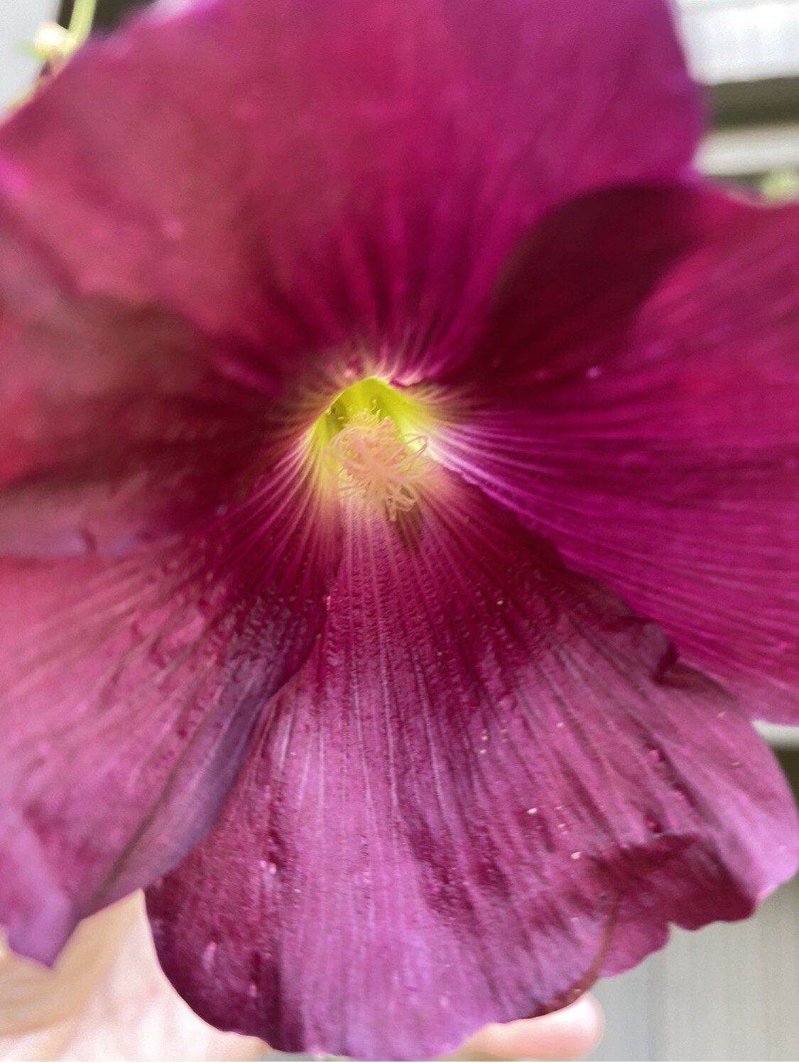 Dark Purple Hollyhock Seeds