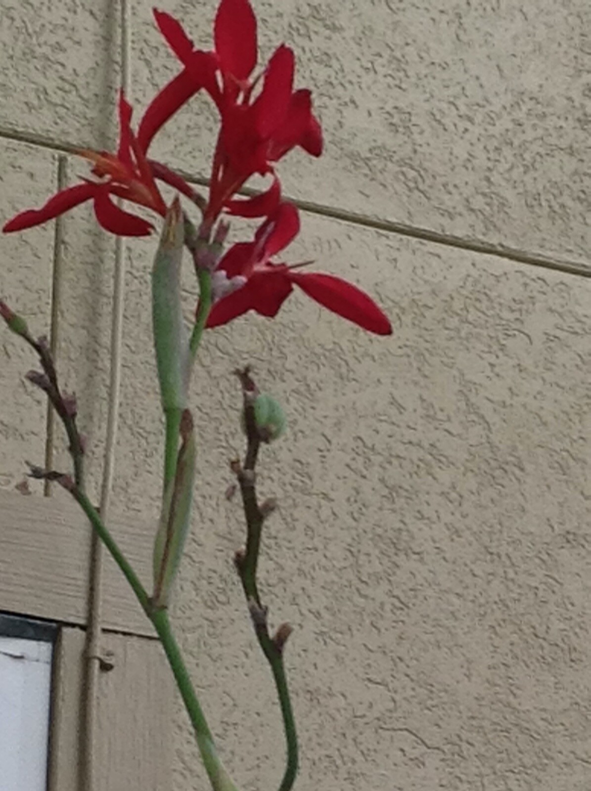 RED CANNA INDICA, INDIAN SHOT, BRILLIANT, VERY SHOWY, 50 FRESH HOMEGROWN SEEDS