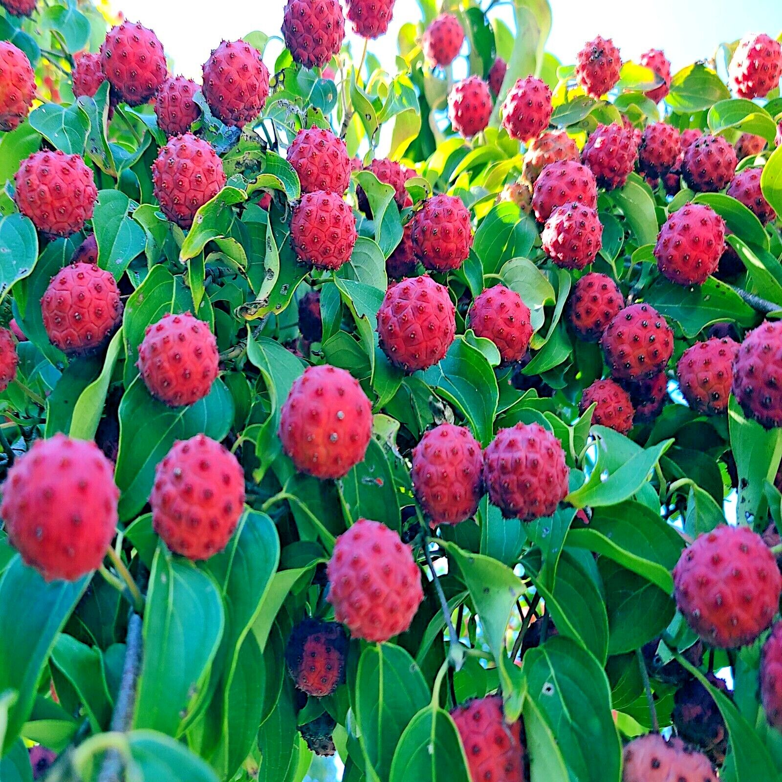 KOUSA DOGWOOD TREE SEEDS Chinese Milky Way Hardy-5 White Flower Red Fruit Plant