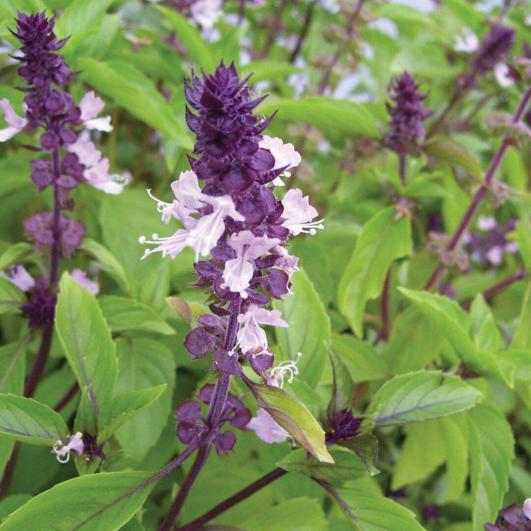 Cinnamon Basil Seeds 200+ Leaf Herb Ocimum Basilicum Medicinal USA FREE S&H